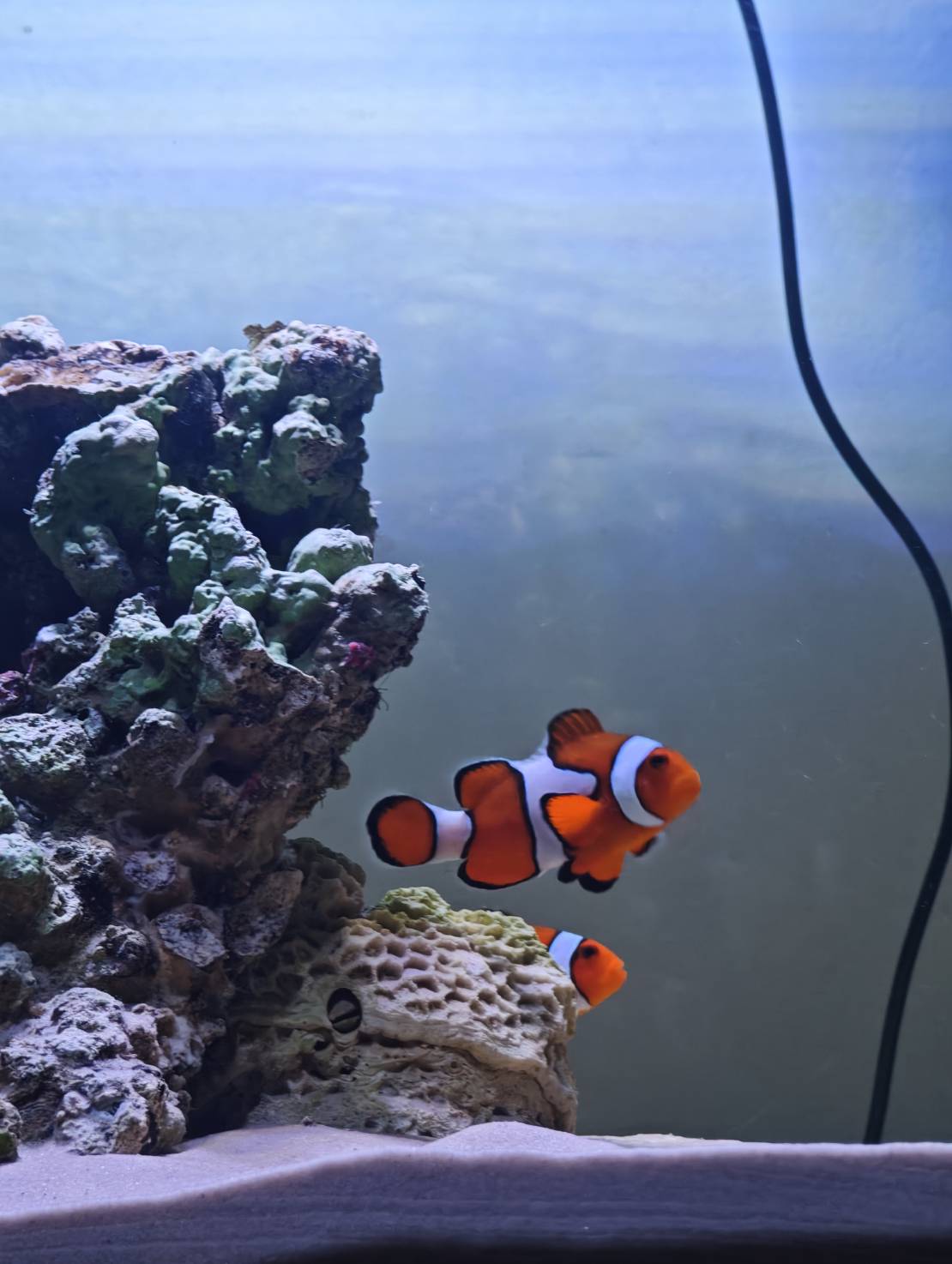 First Saltwater Tank image 3