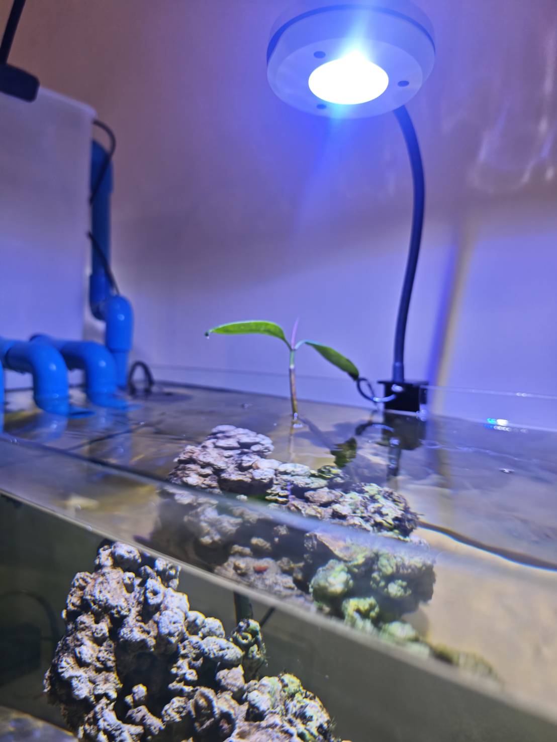 First Saltwater Tank image 7