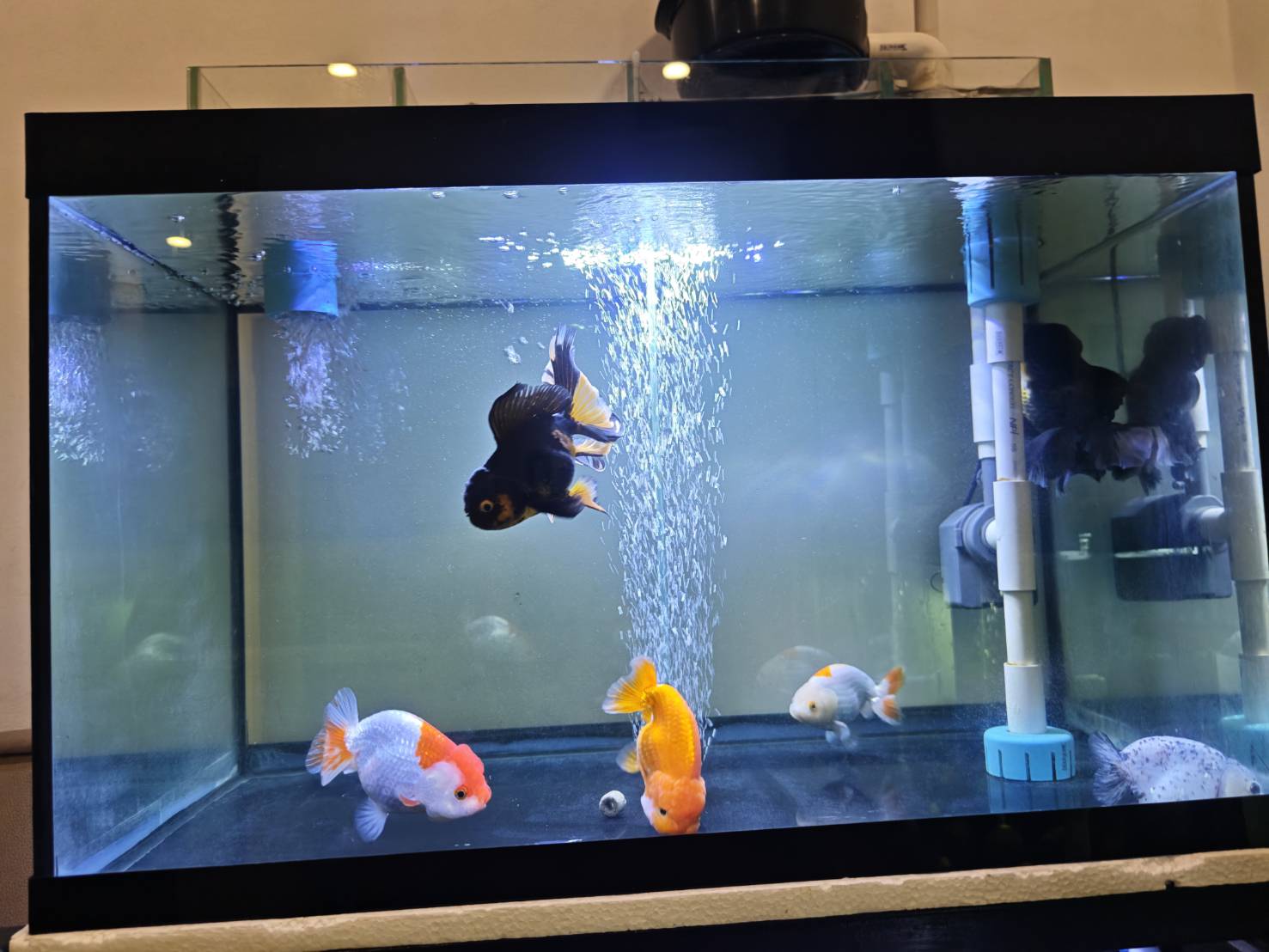 Goldfish Sanctuary image 3