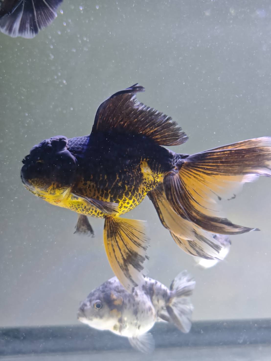 Goldfish Sanctuary image 6