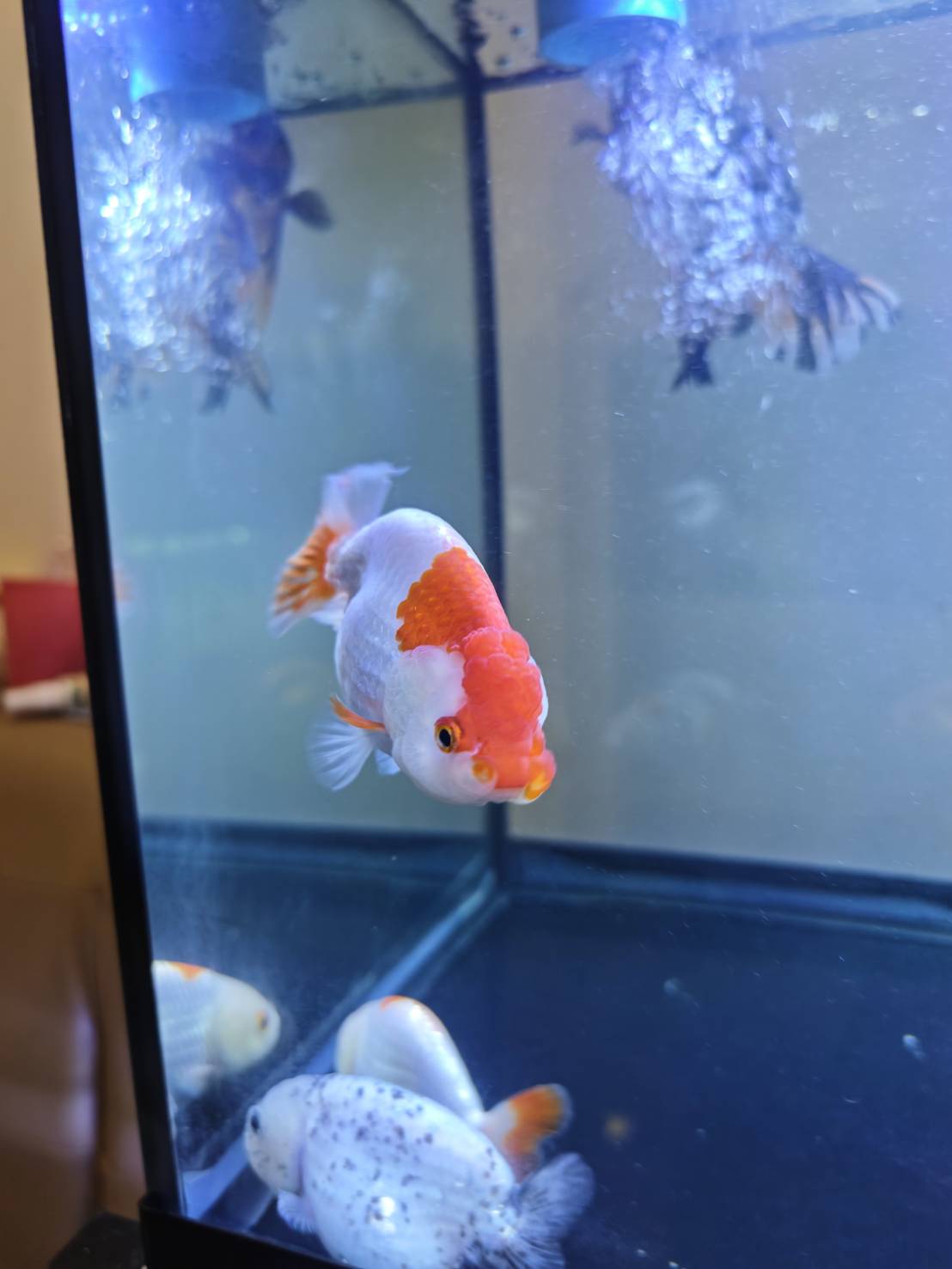 Goldfish Sanctuary image 7