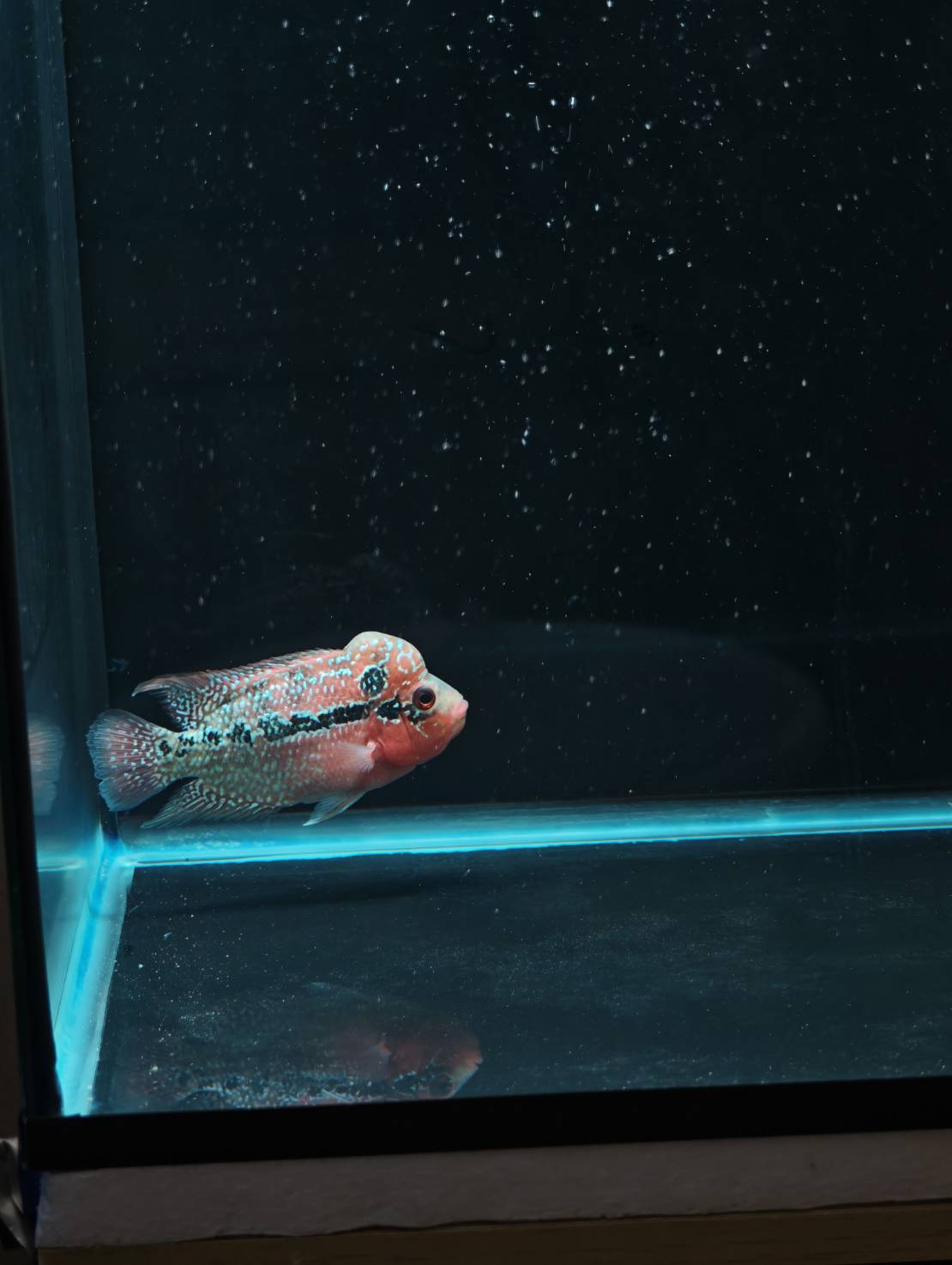 The Cichlid Personality image 2