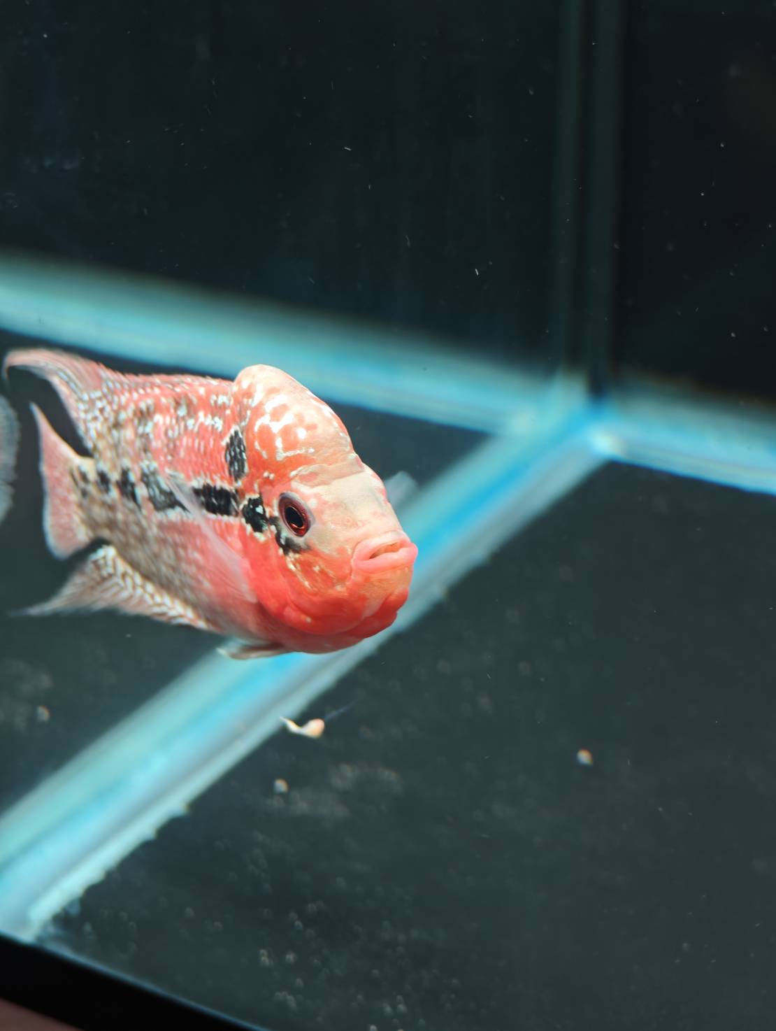 The Cichlid Personality image 3